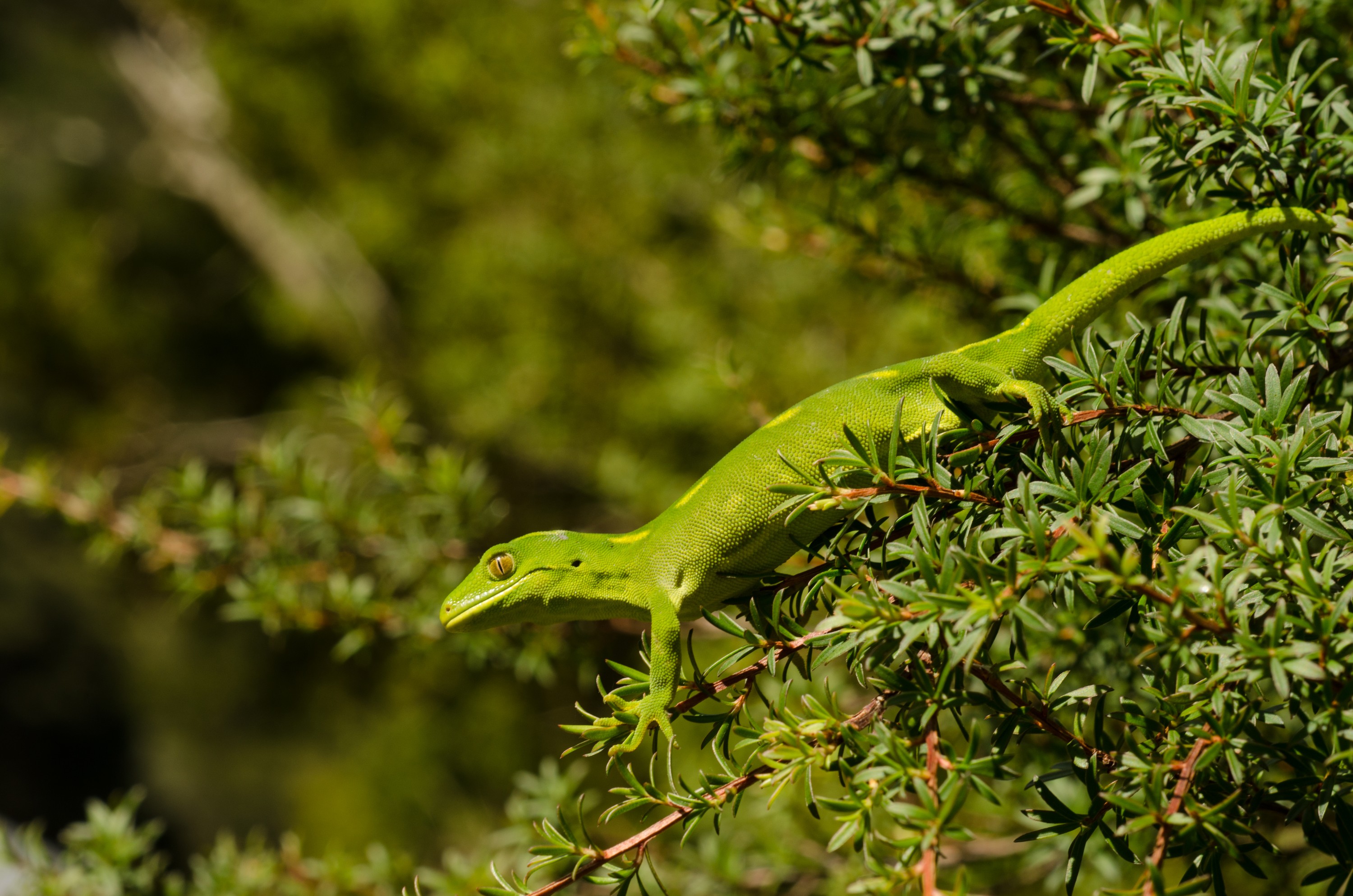 DSC_0213 – Auckland, green, gecko, Naultinus, elegans, elegans, home, lizard, Crispin, reptiles, amphibians, rare, cold, blood, new, new zealand, zealand, nz